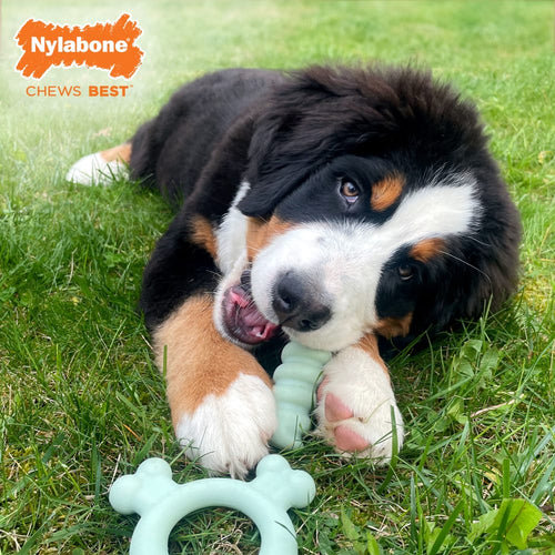 Nylabone Sensory Material Puppy Teething Ring