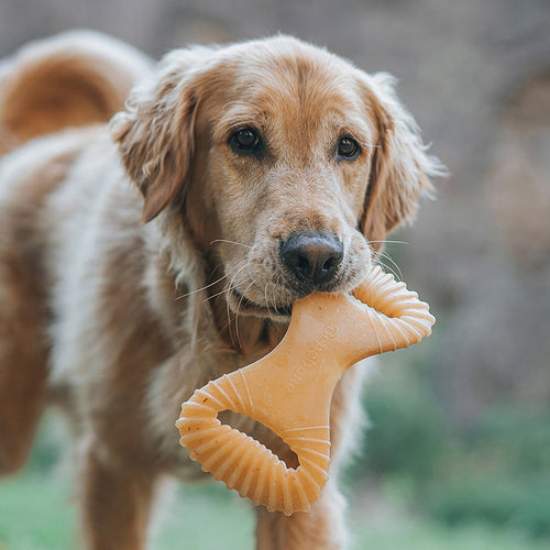 Benebone Chicken Dental Chew