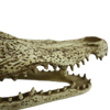 Komodo Alligator Skull (9)