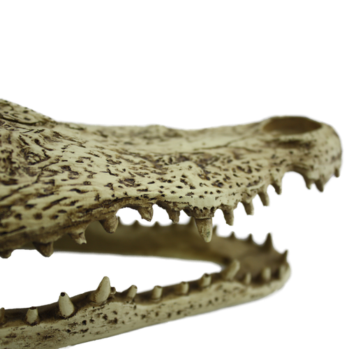 Komodo Alligator Skull (9)