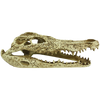 Komodo Alligator Skull (9)