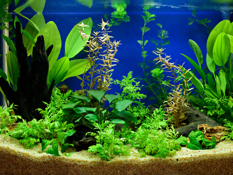 Aquatic Services - Macon, GA - Noah's Ark Pet Shop