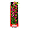 Aquatop Vibrant Passion Plant Rose