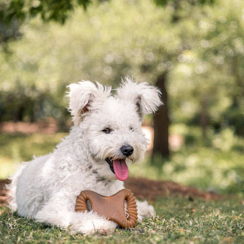 Benebone Bacon Dental Chew