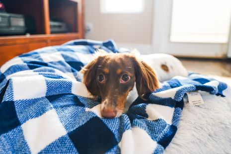 Tall Tails Navy Hunter's Plaid Dog Blanket