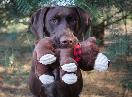 Tall Tails Crunch Bear Toy