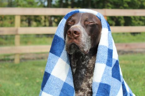 Tall Tails Navy Hunter's Plaid Dog Blanket