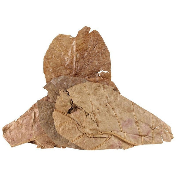 Fluker's Catappa Leaves for Hermit Crabs (5 PACK)