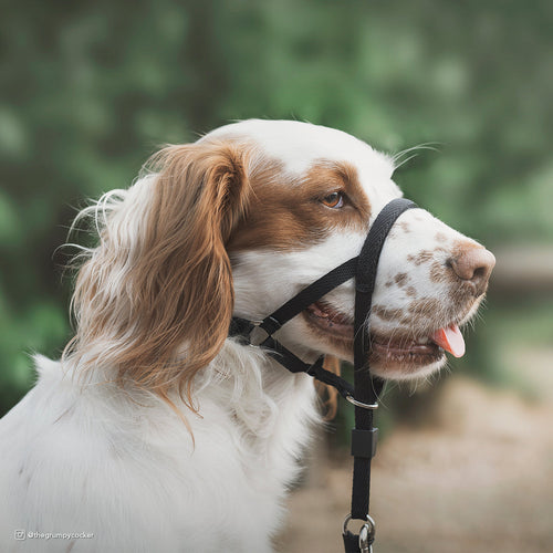 Walk 'n Train! Dog Head Halter