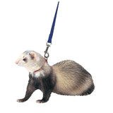 FERRET HARNESS AND LEAD